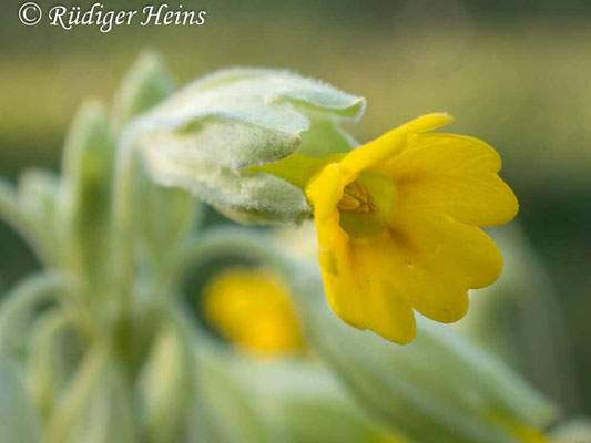 Primula veris (Echte Schlüsselblume)