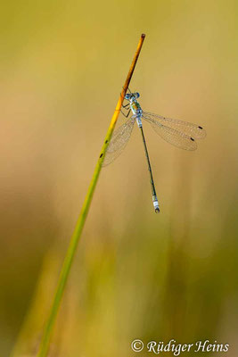 Lestes sponsa (Gemeine Binsenjungfer) Männchen, 27.7.2021