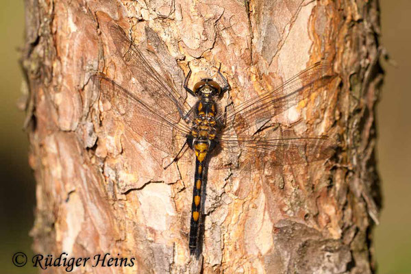 Leucorrhinia rubicunda (Nordische Moosjungfer) Männchen, 21.4.2009