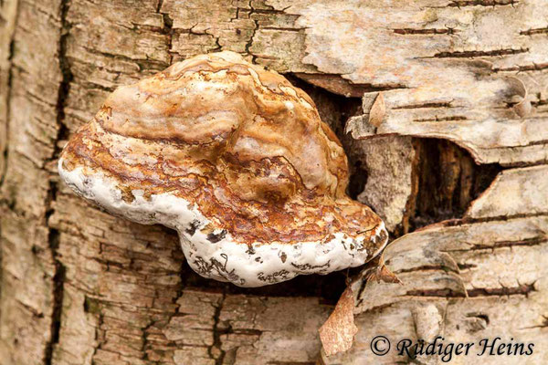 Fomes fomentarius (Zunderschwamm), 15.11.2014