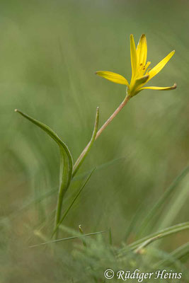 Gagea pratensis (Wiesen-Gelbstern), 17.4.2021