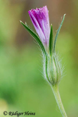 Agrostemma githago (Kornrade), 8.7.2013