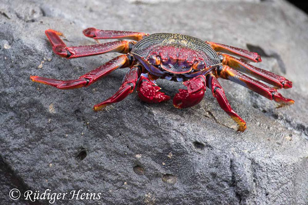 Grapsus adscensionis (Rote Felsenkrabbe)