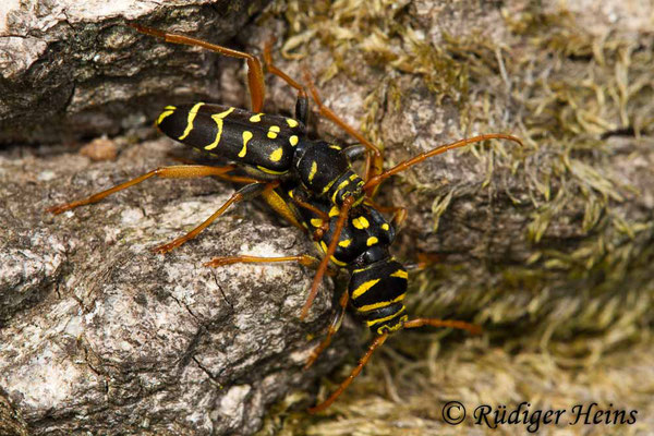 Plagionotus arcuatus (Eichenwidderbock), 23.5.2019