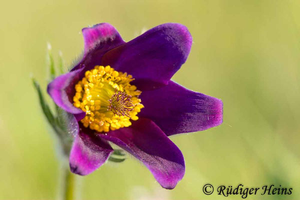 Pulsatilla vulgaris (Gewöhnliche Küchenschelle)