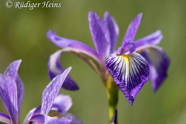 Iris sibirica (Sibirische Schwertlilie), 11.6.2025