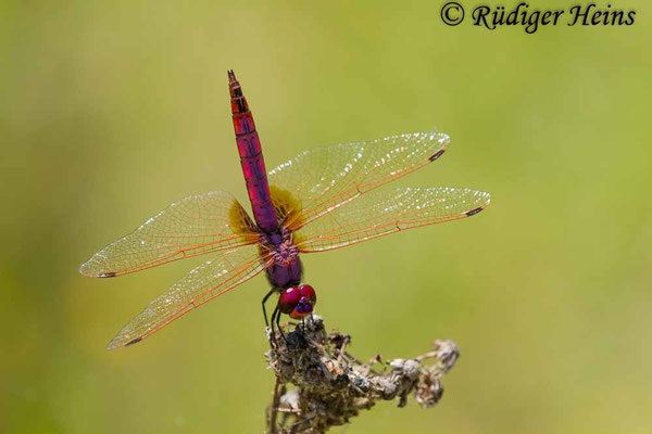 Trithemis annulata (Violetter Sonnenzeiger) Männchen, 21.6.2018