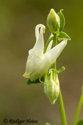 Aquilegia vulgaris (Gemeine Akelei), 5.6.2014