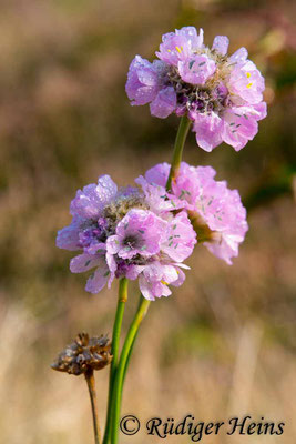 Armeria maritima (Strand-Grasnelke), 14.9.2018