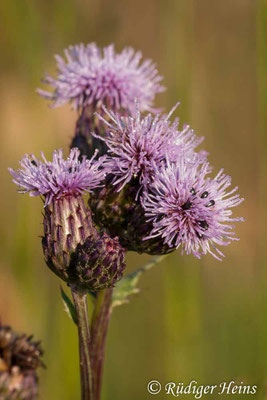 Cirsium arvense (Acker-Kratzdistel), 1.7.2006