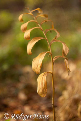 Polygonatum multiflorum (Vielblütige Weißwurz), 31.10.2015