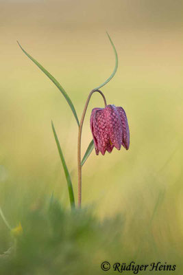 Fritillaria meleagris (Schachblume), 18.4.2023