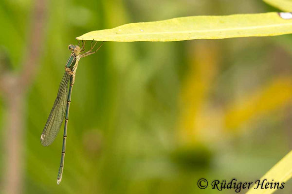 Westliche Weidenjungfer (Chalcolestes viridis) Männchen