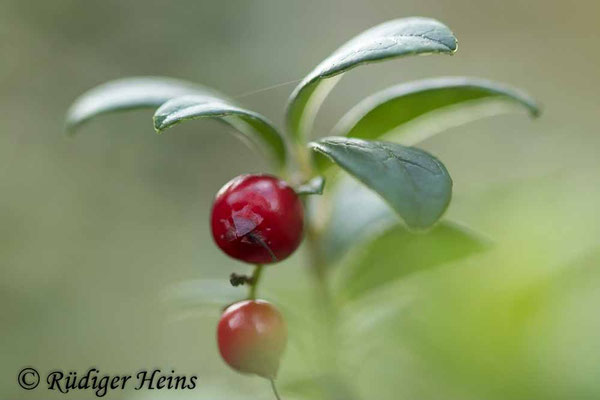 Preiselbeere (Vaccinium vitis-idaea) Beere, 15.10.2022 - Pentacon 200mm f/4