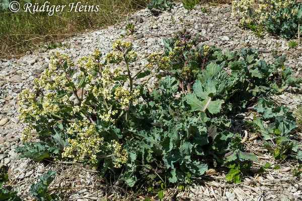 Crambe maritima (Echter Meerkohl), 31.5.2014