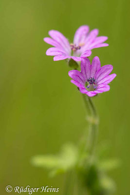 Geranium molle (Weicher Storchschnabel), 27.5.2025