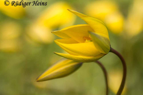 Tulipa sylvestris (Wilde Tulpe), 20.4.2017