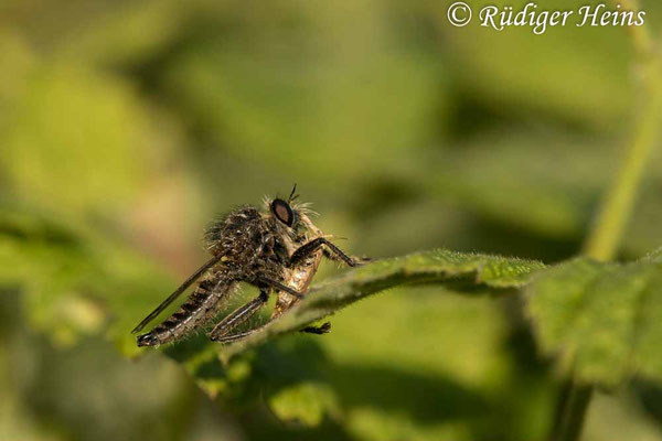 Dysmachus trigonus (Säbel-Raubfliege) Männchen