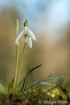 Galanthus nivalis (Schneeglöckchen)