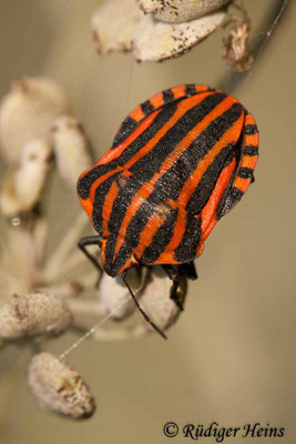 Graphosoma lineatum (Streifenwanze)