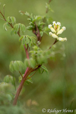 Ceratocapnos claviculata (Rankender Lerchensporn), 5.4.2019