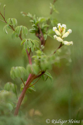 Ceratocapnos claviculata, Rankender Lerchensporn