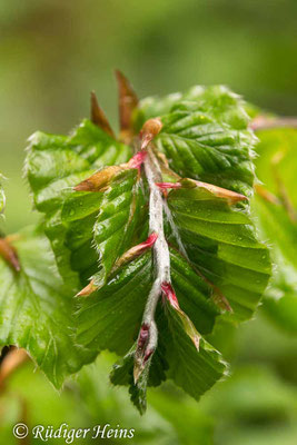 Fagus sylvatica (Rotbuche), 2.5.2020