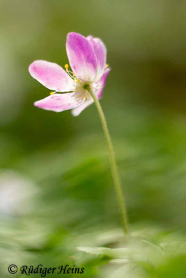 Anemone nemorosa (Buschwindröschen)