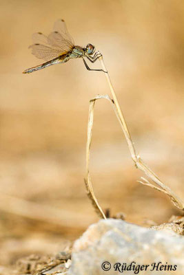 Sympetrum fonscolombii (Frühe Heidelibelle) Weibchen, 11.10.2013
