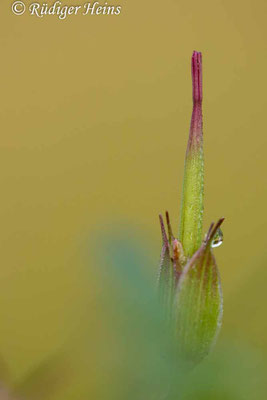 Geranium palustre (Sumpf-Storchschnabel), 16.8.2023