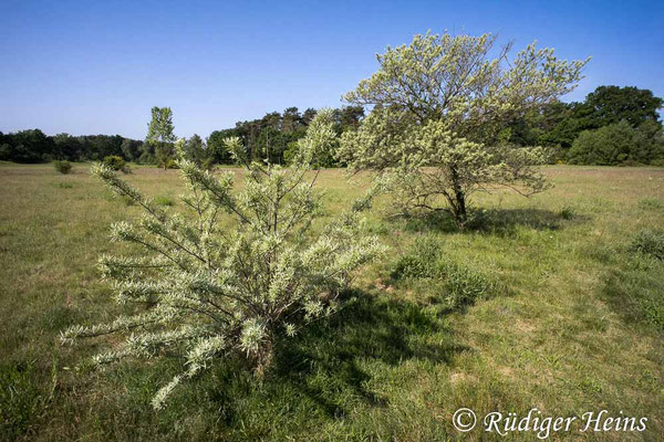 Hippophae rhamnoides (Sanddorn)