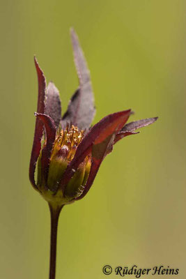 Bidens frondosus (Schwarzfrüchtiger Zweizahn)