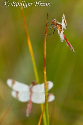 Sympetrum pedemontanum (Gebänderte Heidelibelle) Männchen, 4.8.2012