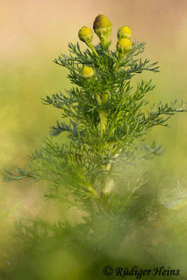 Matricaria discoidea (Strahlenlose Kamille)