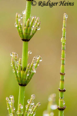 Equisetum palustre (Sumpf-Schachtelhalm), 26.4.2009