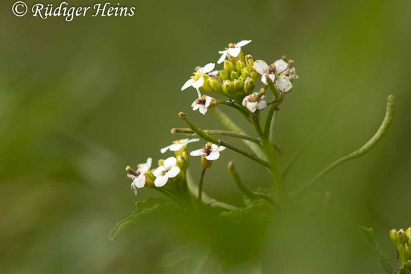 Nasturtium officinale (Echte Brunnenkresse), 12.8.2021