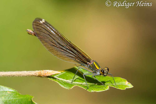 Calopteryx virgo (Blauflügel-Prachtlibelle) Weibchen, 2.7.2018