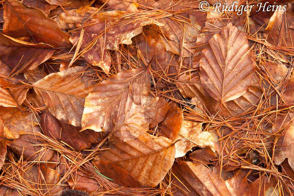 Fagus sylvatica (Rotbuche), 9.2.2019
