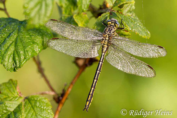 Gomphus pulchellus (Westliche Keiljungfer) Männchen, 7.6.2014