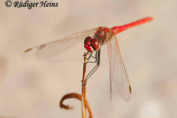 Sympetrum fonscolombii (Frühe Heidelibelle) Männchen, 27.10.2007