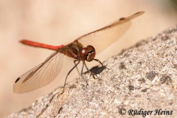 Sympetrum vulgatum (Gemeine Heidelibelle) Männchen, 5.9.2010