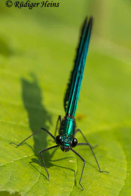 Blauflügel-Prachtlibelle (Calopteryx virgo) Männchen, 14.7.2023 - Makroobjektiv 180mm f/3.5