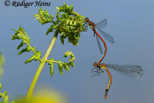 Pyrrhosoma nymphula (Frühe Adonislibelle) Tandem, 4.5.2024