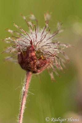 Geum rivale (Bach-Nelkenwurz), 31.5.2020