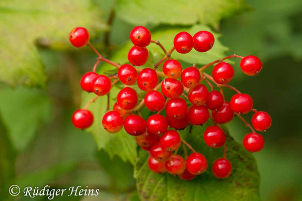 Viburnum opulus (Gemeiner Schneeball), 30.7.2018