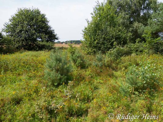 Phaneroptera falcata (Gemeine Sichelschrecke) Habitat, 26.8.2017