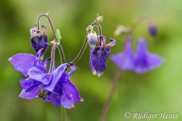 Aquilegia vulgaris (Gemeine Akelei)