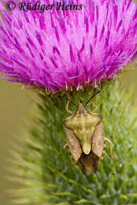 Carpocoris fuscispinus (Nördliche Fruchtwanze)