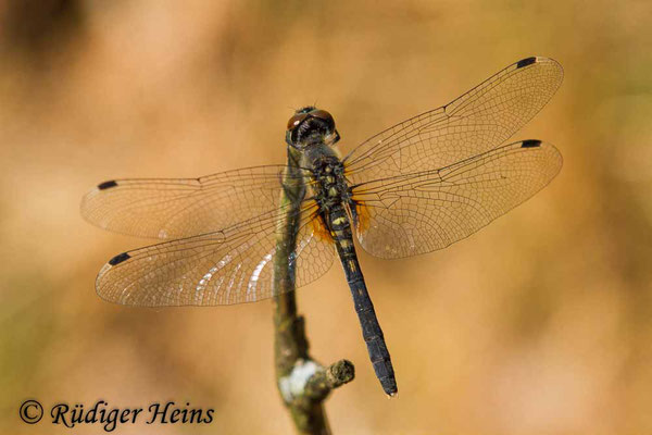 Leucorrhinia albifrons (Östliche Moosjungfer) Weibchen, 3.8.2018