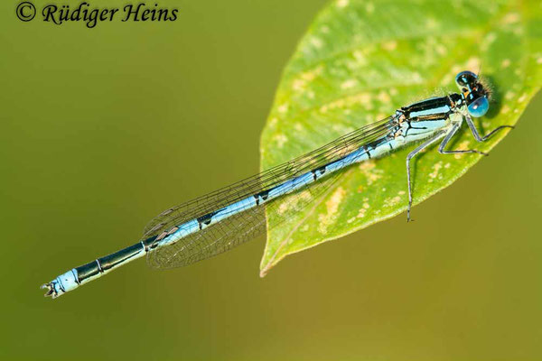 Erythromma lindenii (Pokaljungfer, Saphirauge) Männchen, 4.7.2009